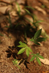 Mandioca jovem brotando na terra, s&iacute;mbolo de cultivo ancestral, resist&ecirc;ncia e soberania alimentar.