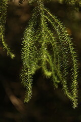 Detalhe das folhas jovens do pinh&atilde;o, destacando textura, forma e a vitalidade do crescimento inicial da arauc&aacute;ria.