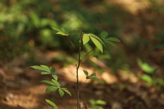 P&eacute; de mandioca em crescimento, entre luz e sombra, reafirmando a for&ccedil;a das culturas agr&iacute;colas brasileiras.