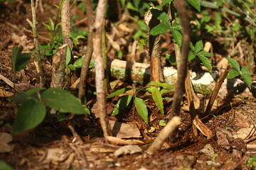 Pequena muda de lichia brotando entre galhos e folhas secas, s&iacute;mbolo de regenera&ccedil;&atilde;o e cuidado com a terra.