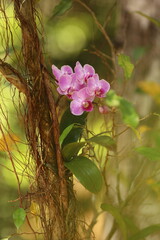 Detalhe de orqu&iacute;dea ep&iacute;fita rosada em flora&ccedil;&atilde;o presa ao tronco de &aacute;rvore, em ambiente natural de floresta, com foco seletivo e fundo suave.