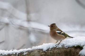 Bird (chaffinch) perched on a snowy branch