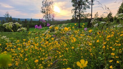 field of wildflowers, sunny day, yellow flowers, nature photography