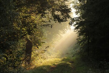 A path through a misty autumn forest during sunrise, September, Poland