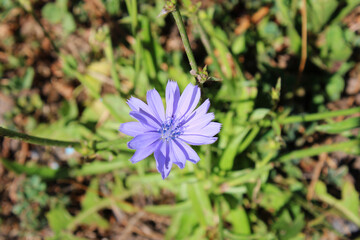 Garden with beautiful blue chicory flower (Cichorium intybus)