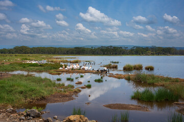 Pelicans and other water fowl feed on the water's edge