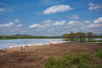 Pelicans and other water fowl feed on the water's edge