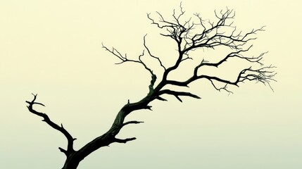 Skeletal branches of a dead tree reach upwards against a pale hazy sky