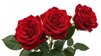 Three vibrant red roses with lush green leaves against a plain white background high-key lighting with cutout object