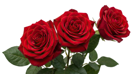 Three vibrant red roses with lush green leaves against a plain white background high-key lighting with cutout object