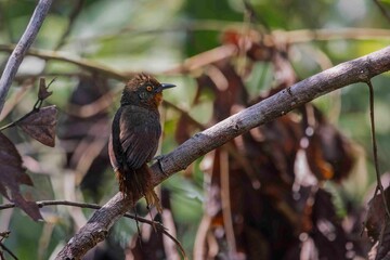 A small bird with fiery eyes and bare tail feathers.