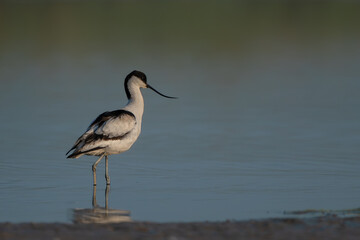 Obraz premium Pied Avocet