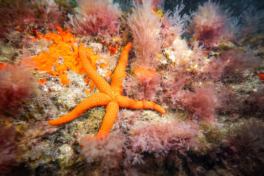 Underwater Macro of Starfish on Volcanic Reef in the El Cabr&oacute;n Marine Reserve, Gran Canaria, Canary Islands - Scuba Diving and Marine Biodiversity in Spain