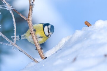 A cute blue tit sits on the branch. in winter. winter scene with a cute blue tit. Cyanistes caeruleus © Monikasurzin