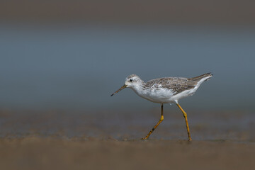 Marsh Sandpiper