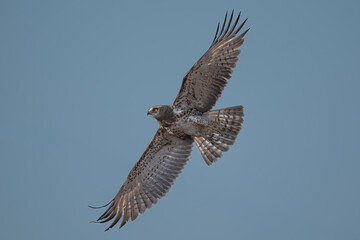 Obraz premium Short-toed Snake Eagle