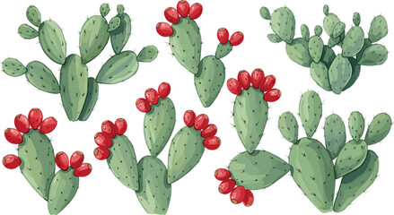 Vector Collection of Prickly Pear Cactus with Red Tuna Fruit © Firoz