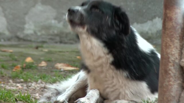 A lonely black and white stray dog in a cobblestone street in autumn. sad homeless animal is in the village road 
