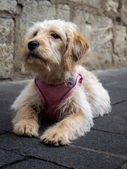 WALKING THROUGH THE ICONIC STREETS OF ROTTERBUNG (GERMANY)