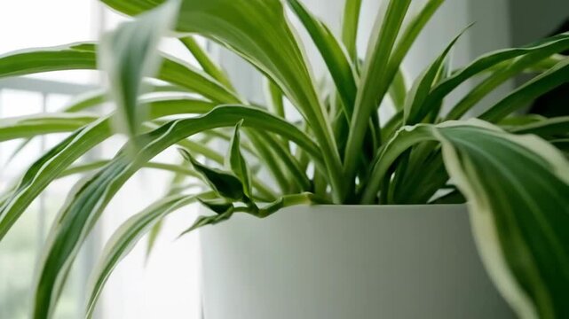 Elegant Spider Plant In White Pot Adds Freshness And Life To Interior Decoration