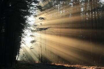 The sun ray's falls to the forest path on a misty December morning, Poland