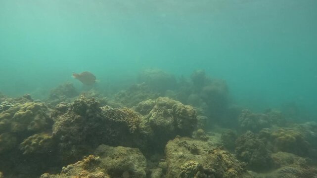 Coral reef observation under water in a tropical location during daylight