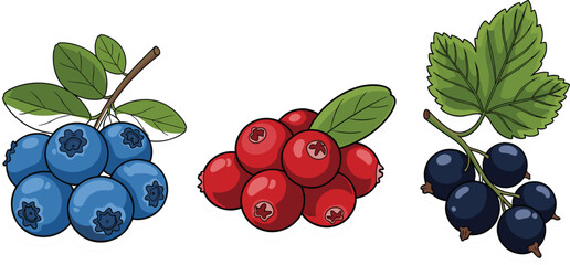 Fresh Organic Forest Berry Collection Featuring Ripe Blueberries Cranberries and Blackcurrants with Green Leaves for Healthy Nutrition and Food Packaging Design