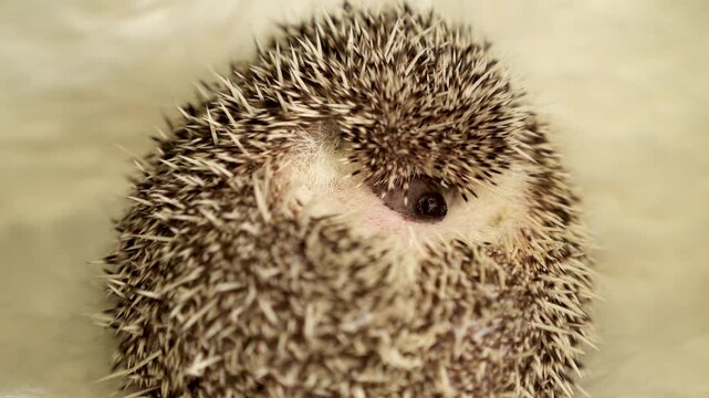 Curled hedgehog with visible eye and spines on neutral background. Macro wildlife video close-up. African hedgehog behavior and animal protection concept.
