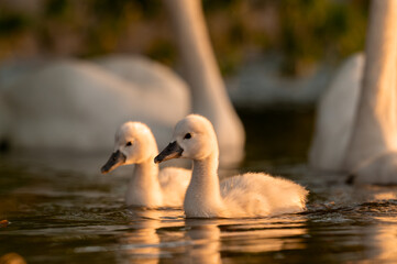  Cute mute swan babies in golden light