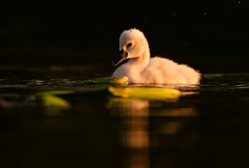  Cute mute swan babies in golden light