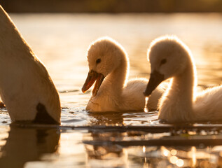  Cute mute swan babies in golden light