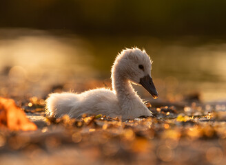 Cute mute swan babies in golden light