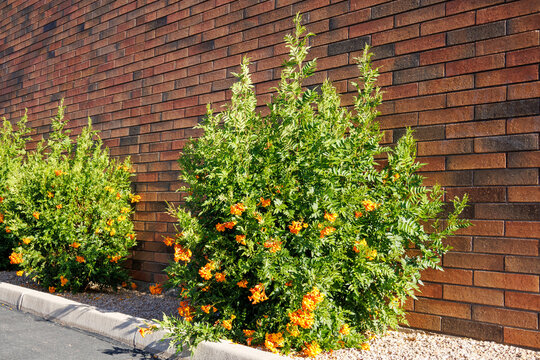 Large, lush flowering shrub of Tecomaria capensis, also known as Cape Honeysuckle or Marmalade Bush, planted against a red-brown brick wall, Phoenix, Arizona