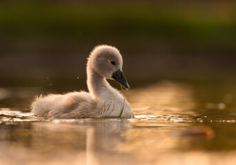  Cute mute swan babies in golden light