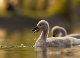  Cute mute swan babies in golden light