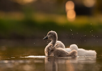  Cute mute swan babies in golden light
