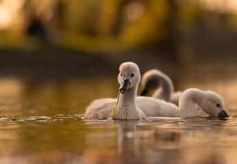  Cute mute swan babies in golden light