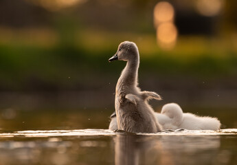  Cute mute swan babies in golden light