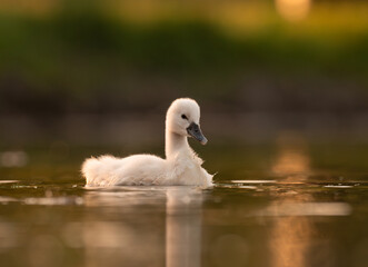 Cute mute swan babies in golden light