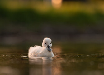  Cute mute swan babies in golden light