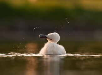  Cute mute swan babies in golden light