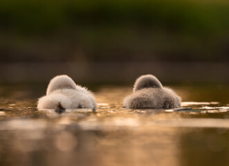  Cute mute swan babies in golden light