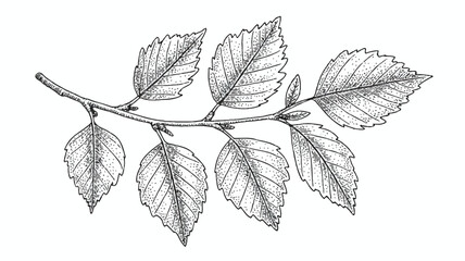 drawing of a branch with leaves  illustration