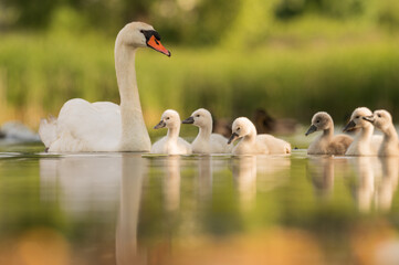 Early morning in Timisoara covered in snow