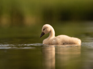 Early morning in Timisoara covered in snow