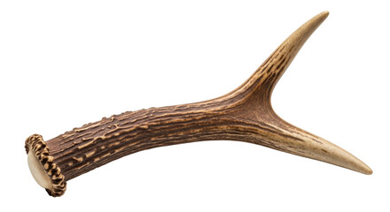 3d antler with transparent background cutout png