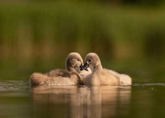 Early morning in Timisoara covered in snow