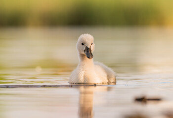 Early morning in Timisoara covered in snow