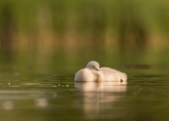 Early morning in Timisoara covered in snow