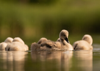 Early morning in Timisoara covered in snow